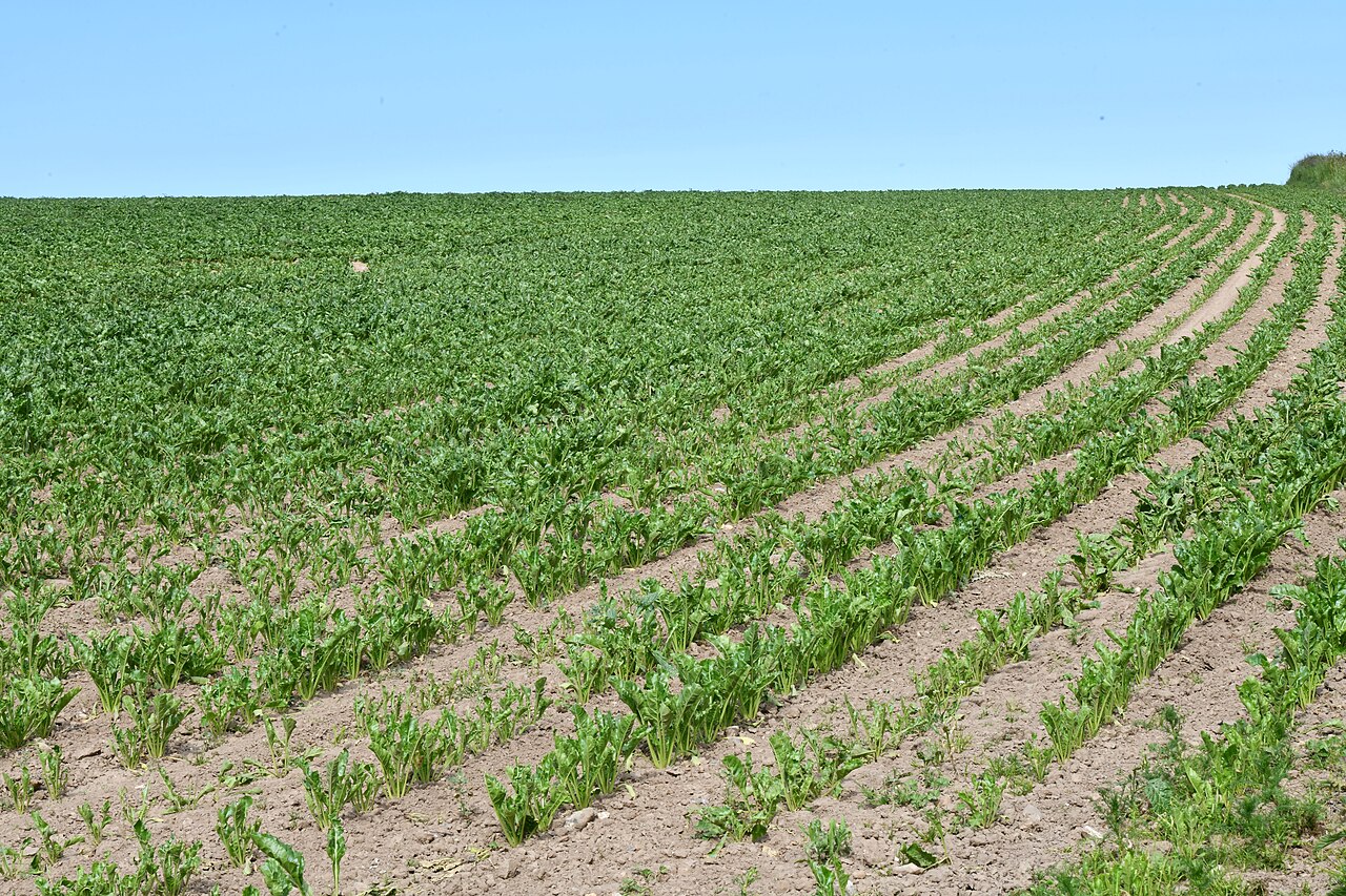 Sugar beet