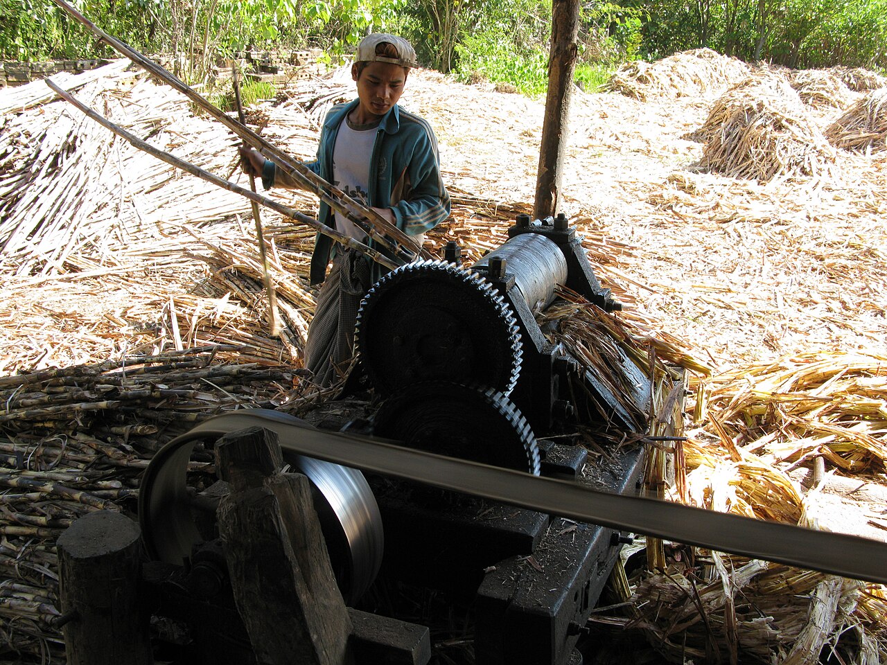 Sugarcane