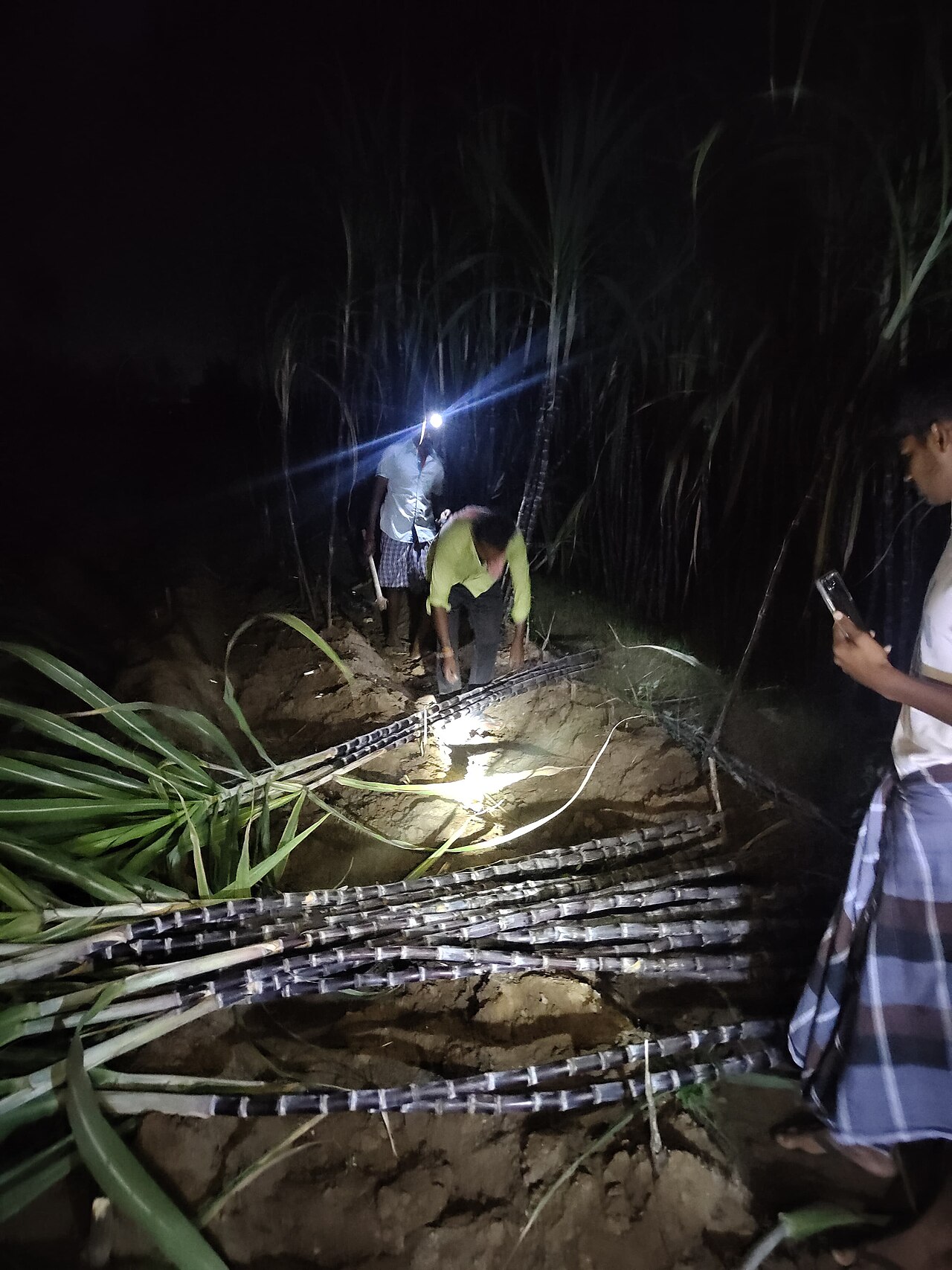 Sugarcane