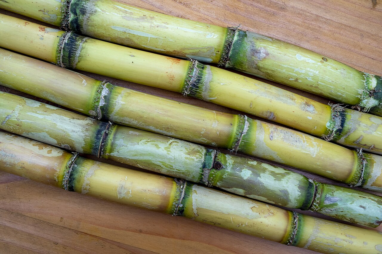 Sugarcane