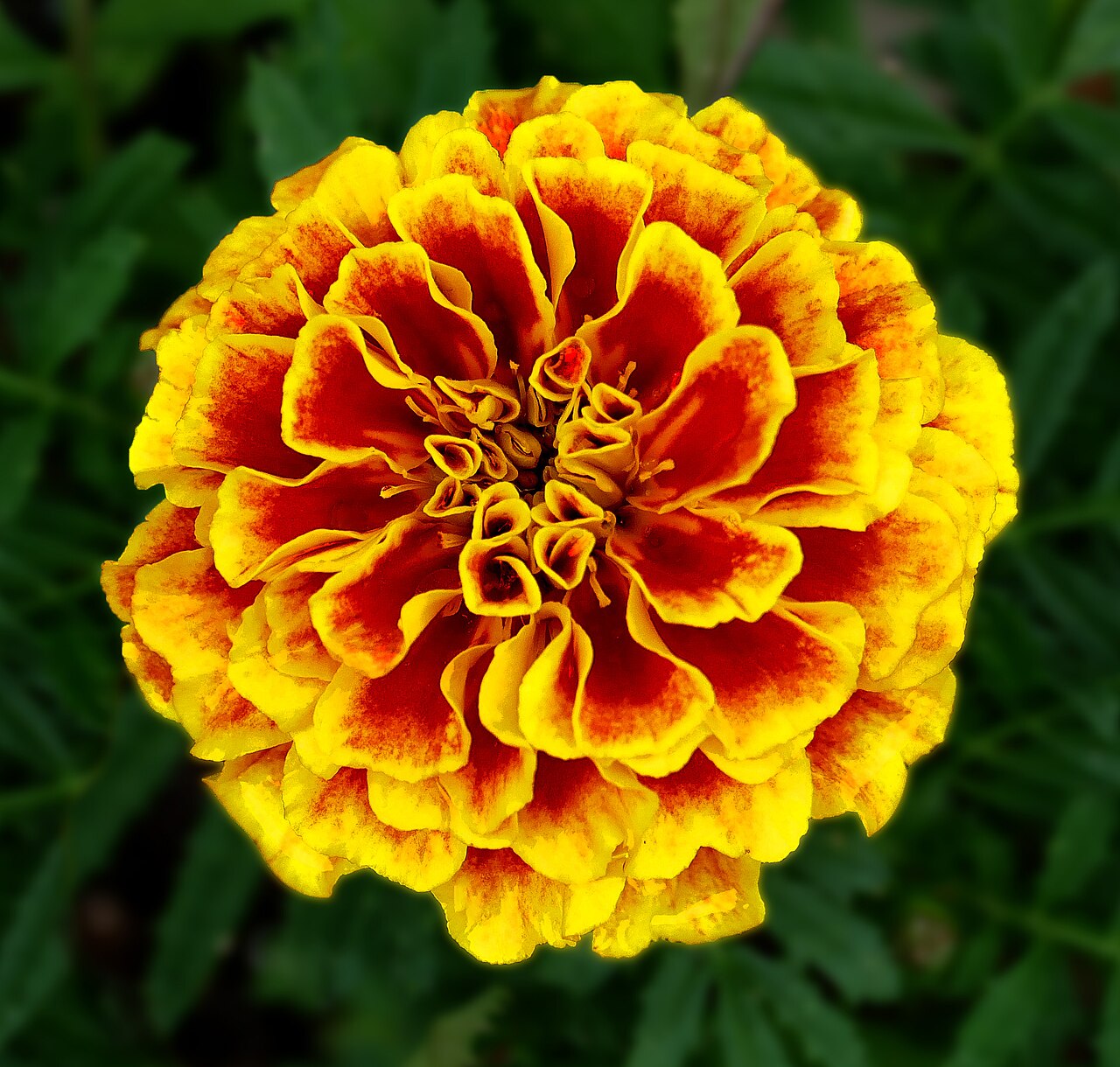 Tagetes