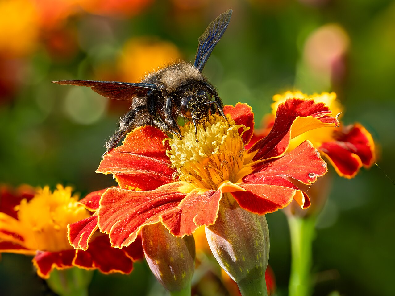 Tagetes