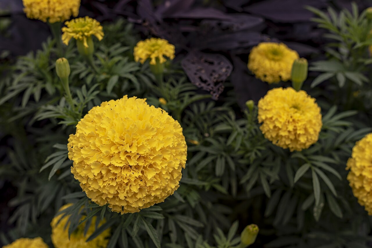 Tagetes