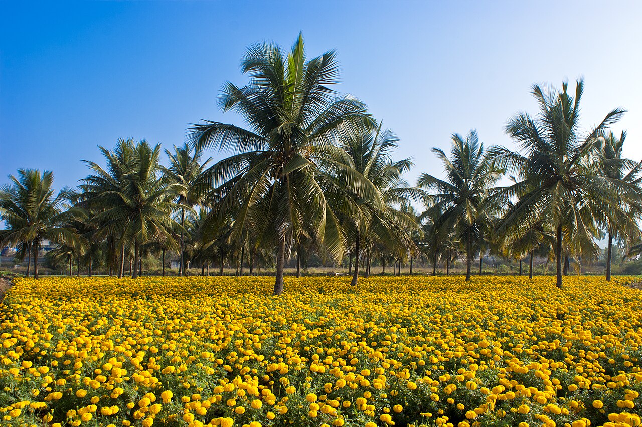 Tagetes