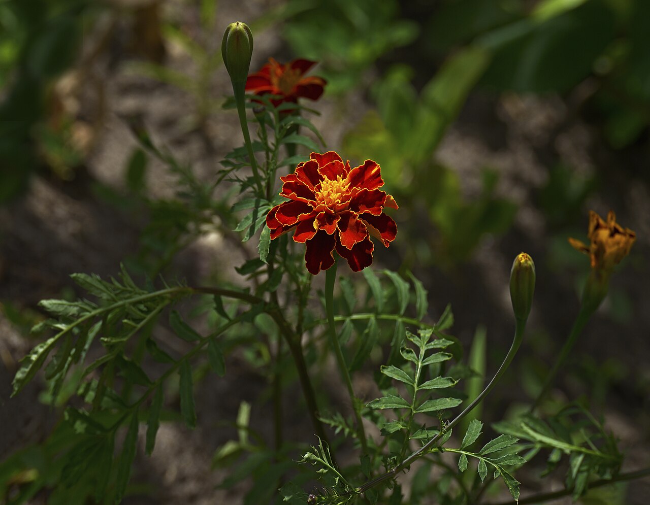 Tagetes