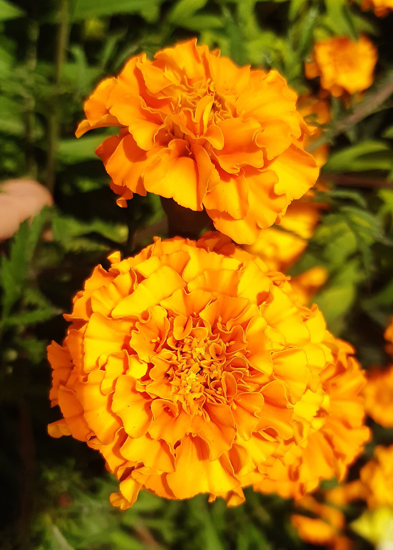 Tagetes
