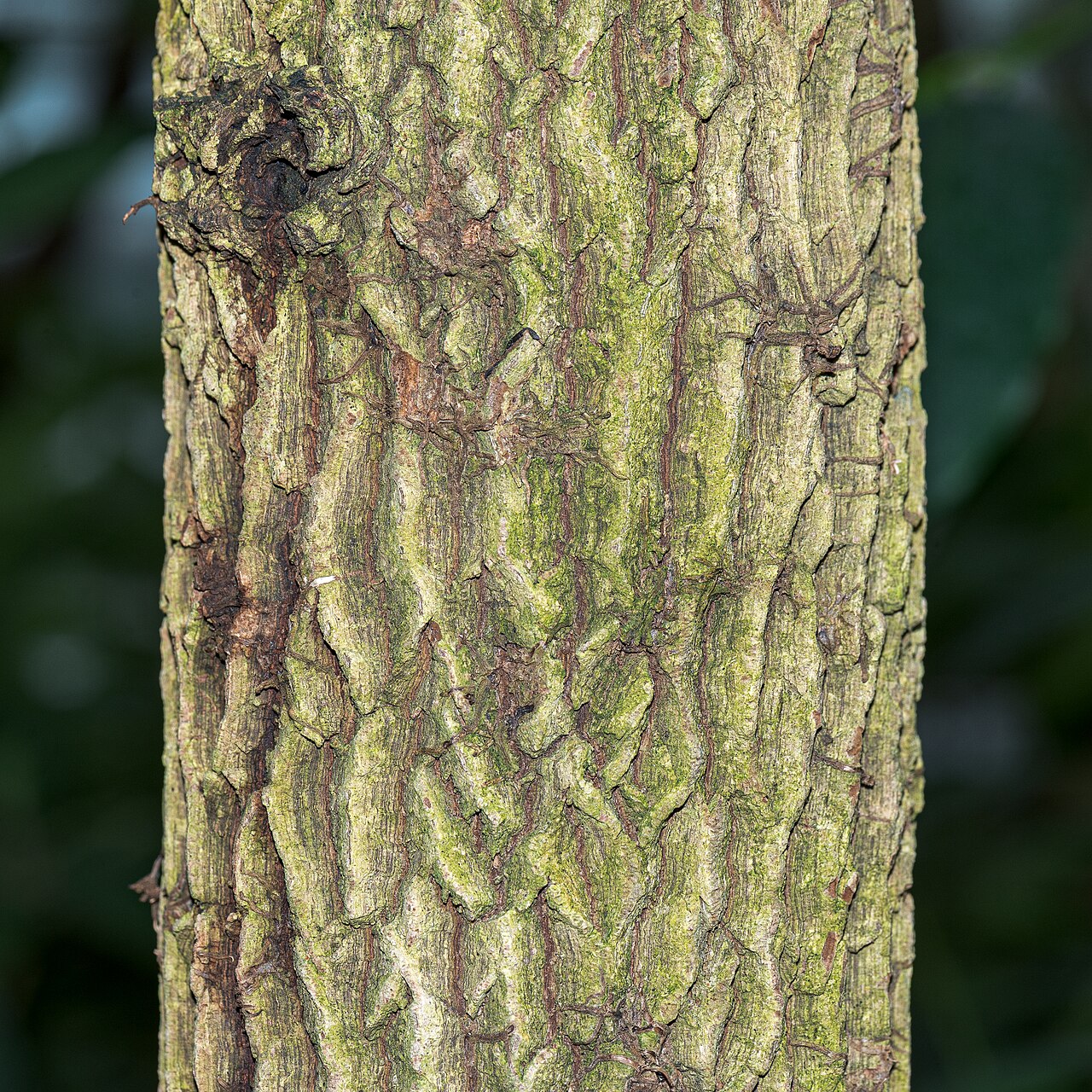 Tamarind