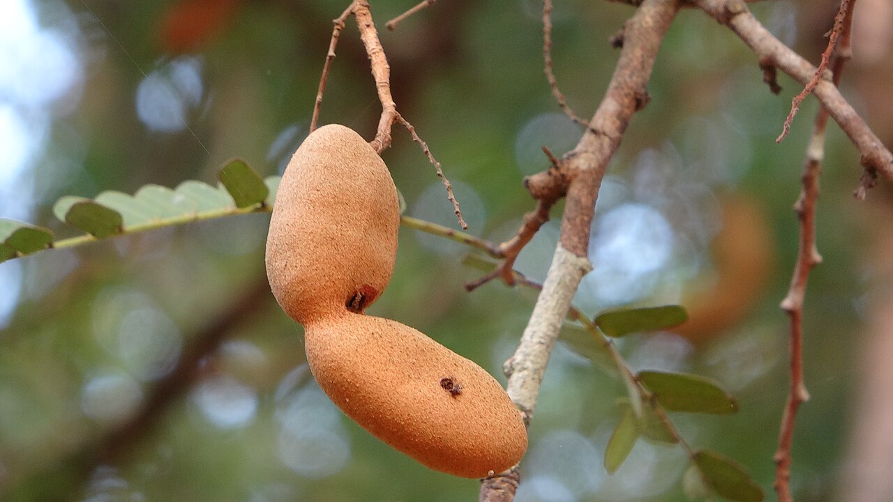 Tamarind