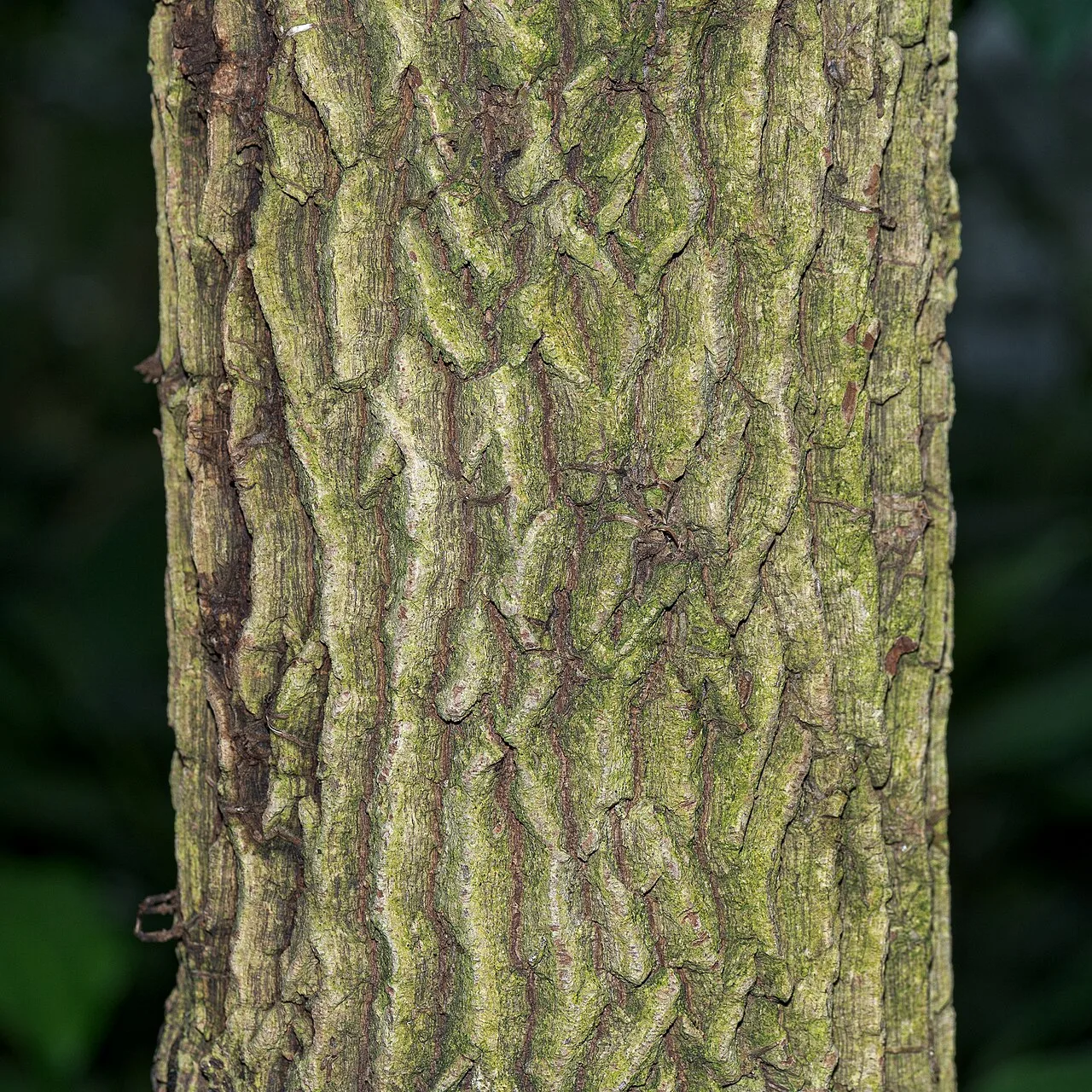 Tamarind