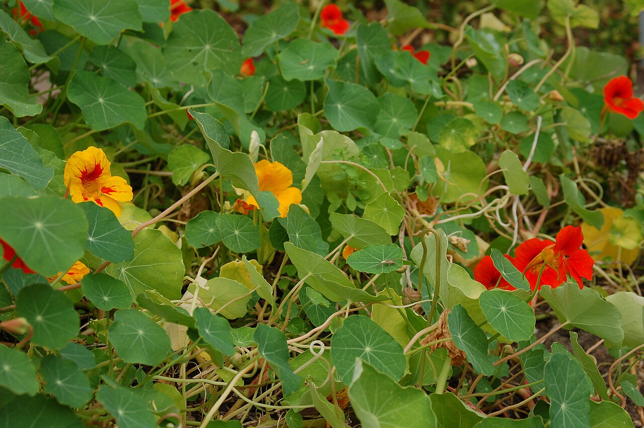 Tropaeolum