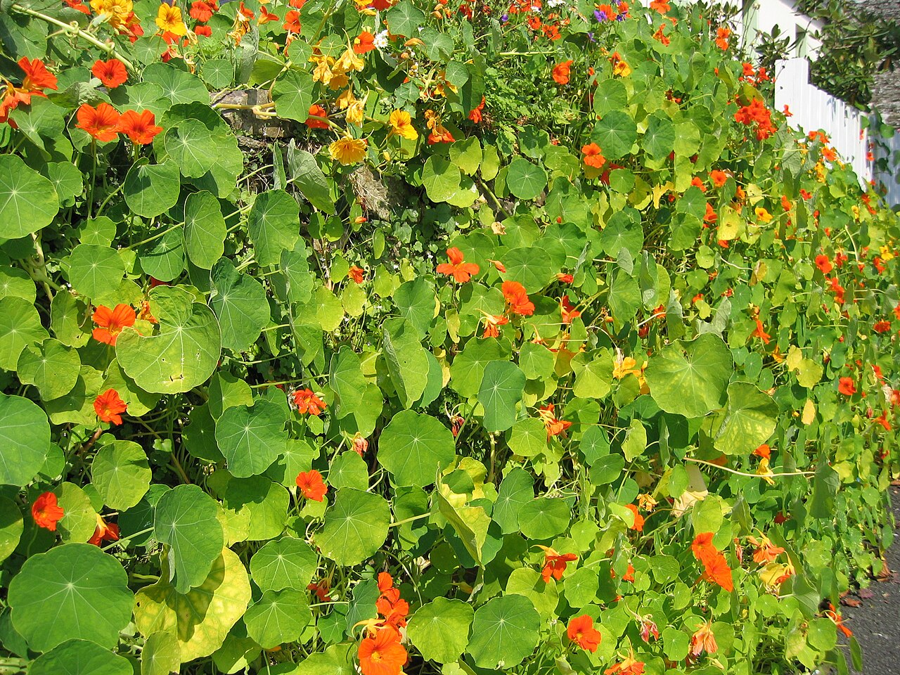 Tropaeolum