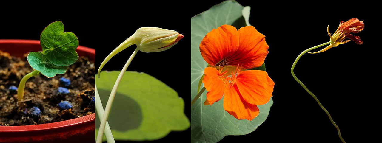 Tropaeolum