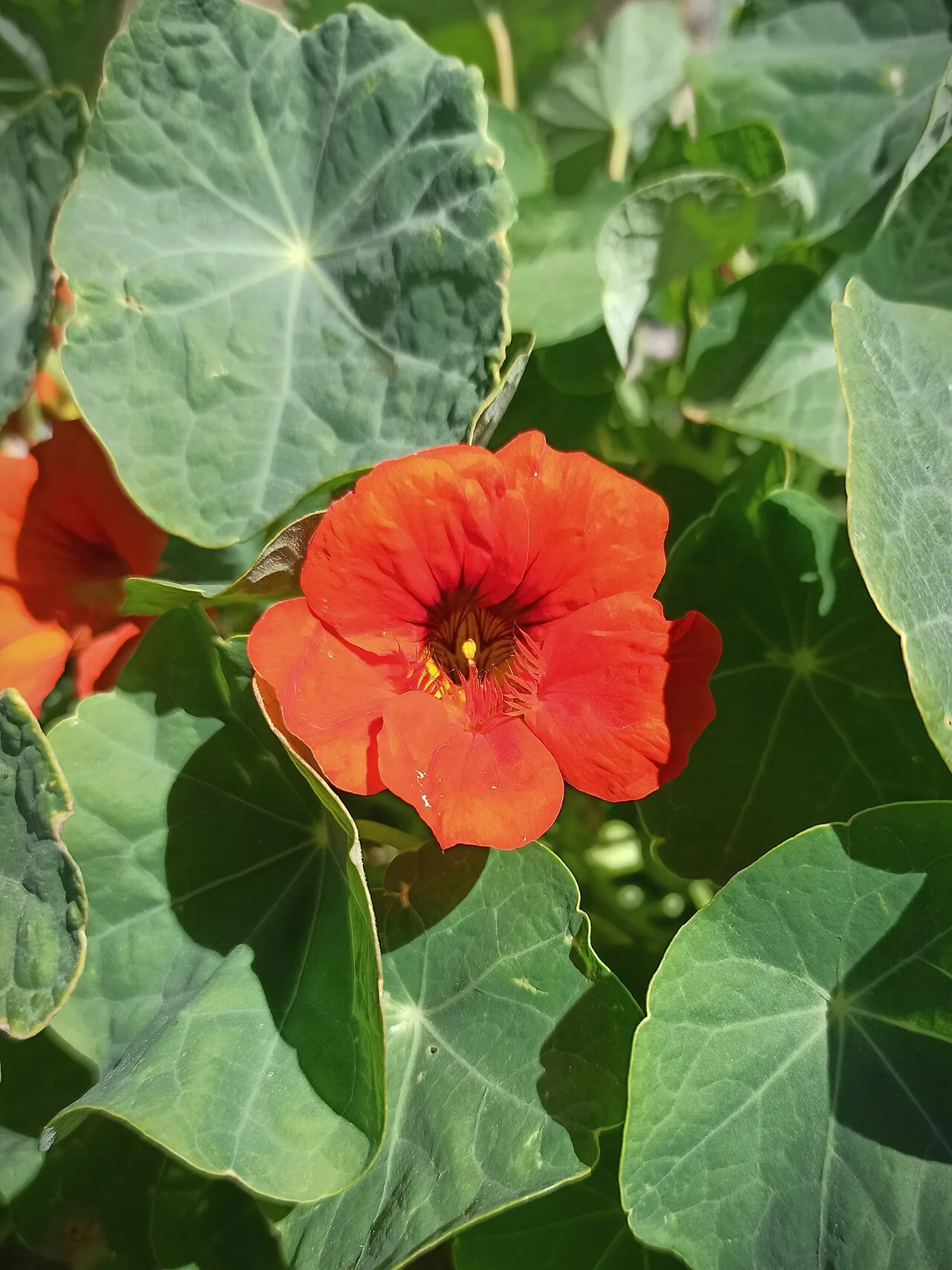 Tropaeolum