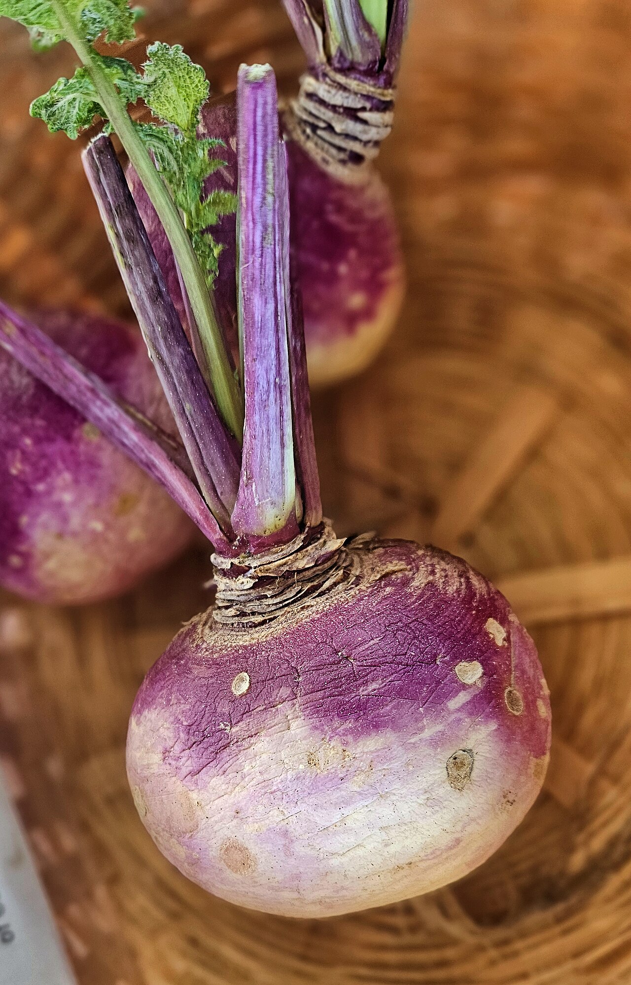 Turnip