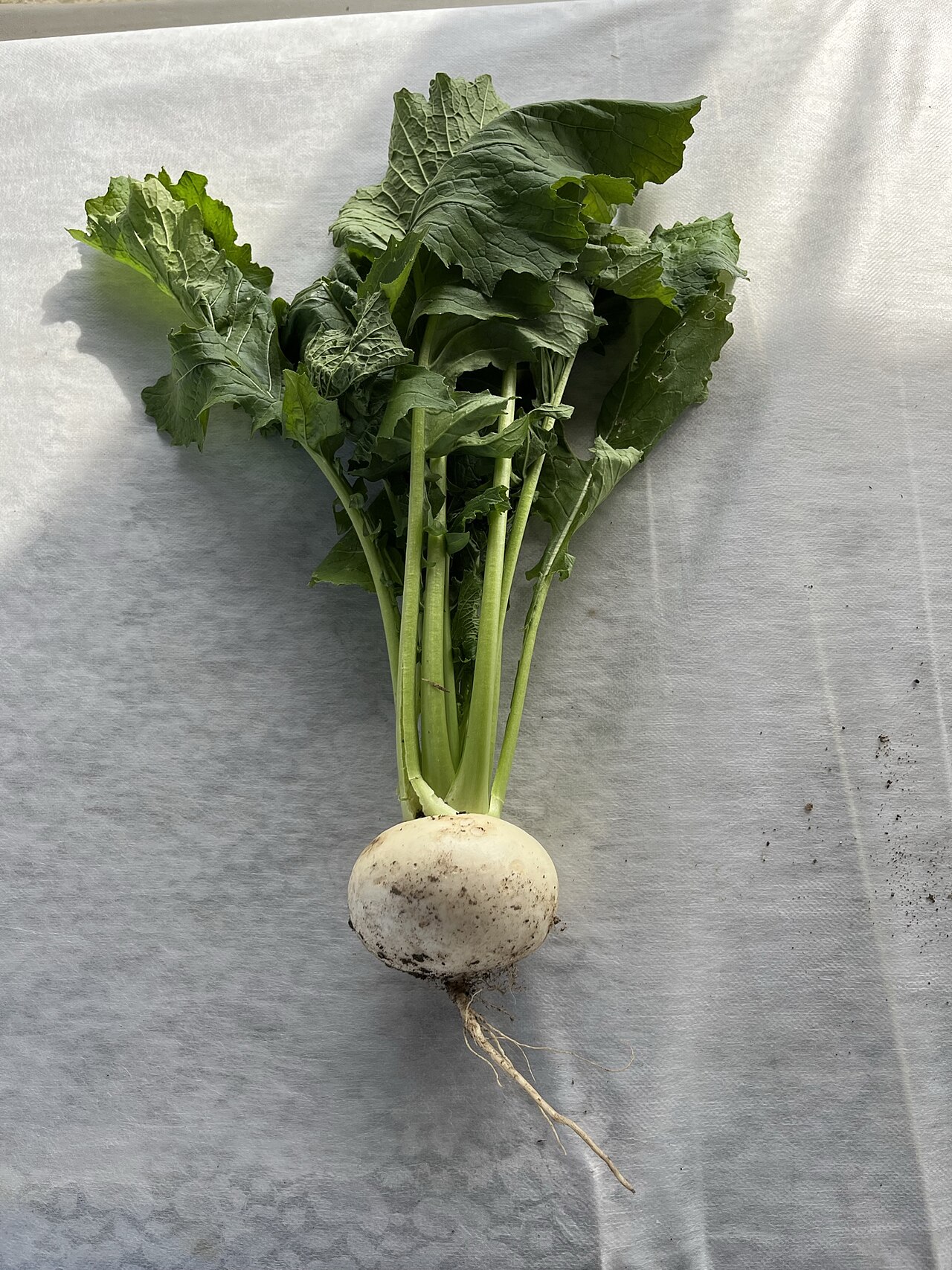 Turnip