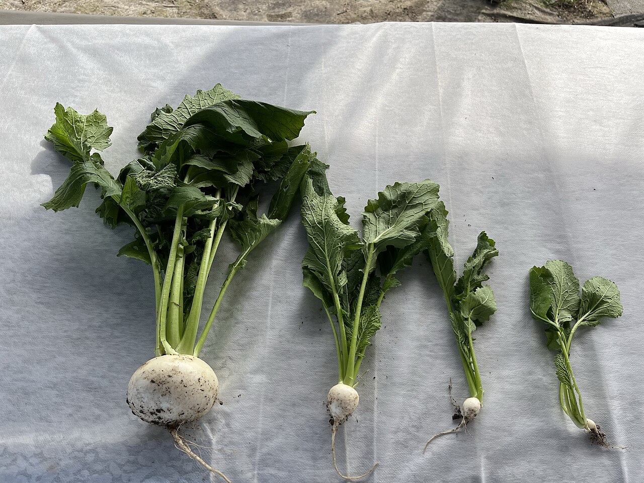 Turnip