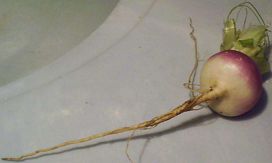 Turnip