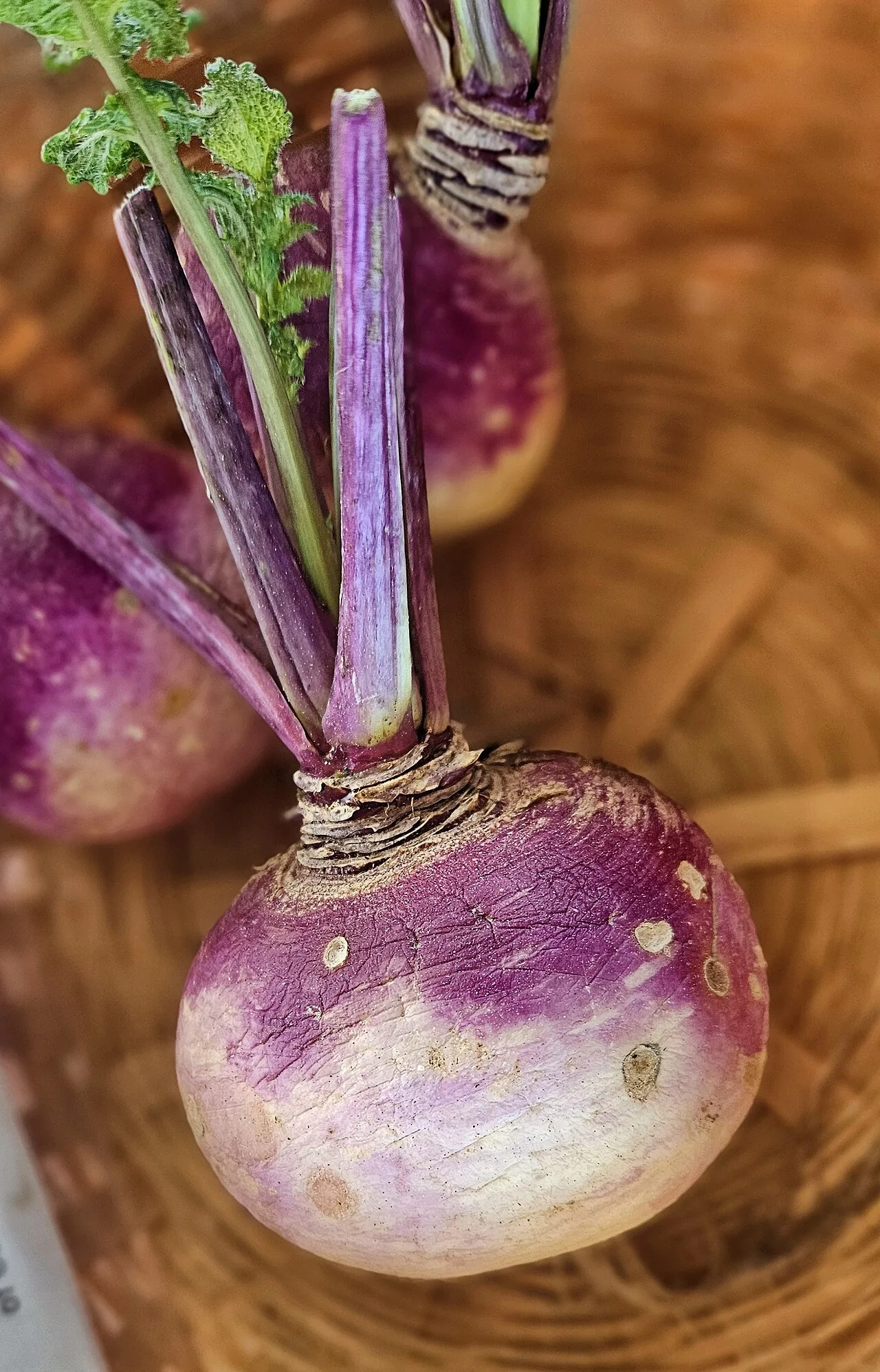 Turnip