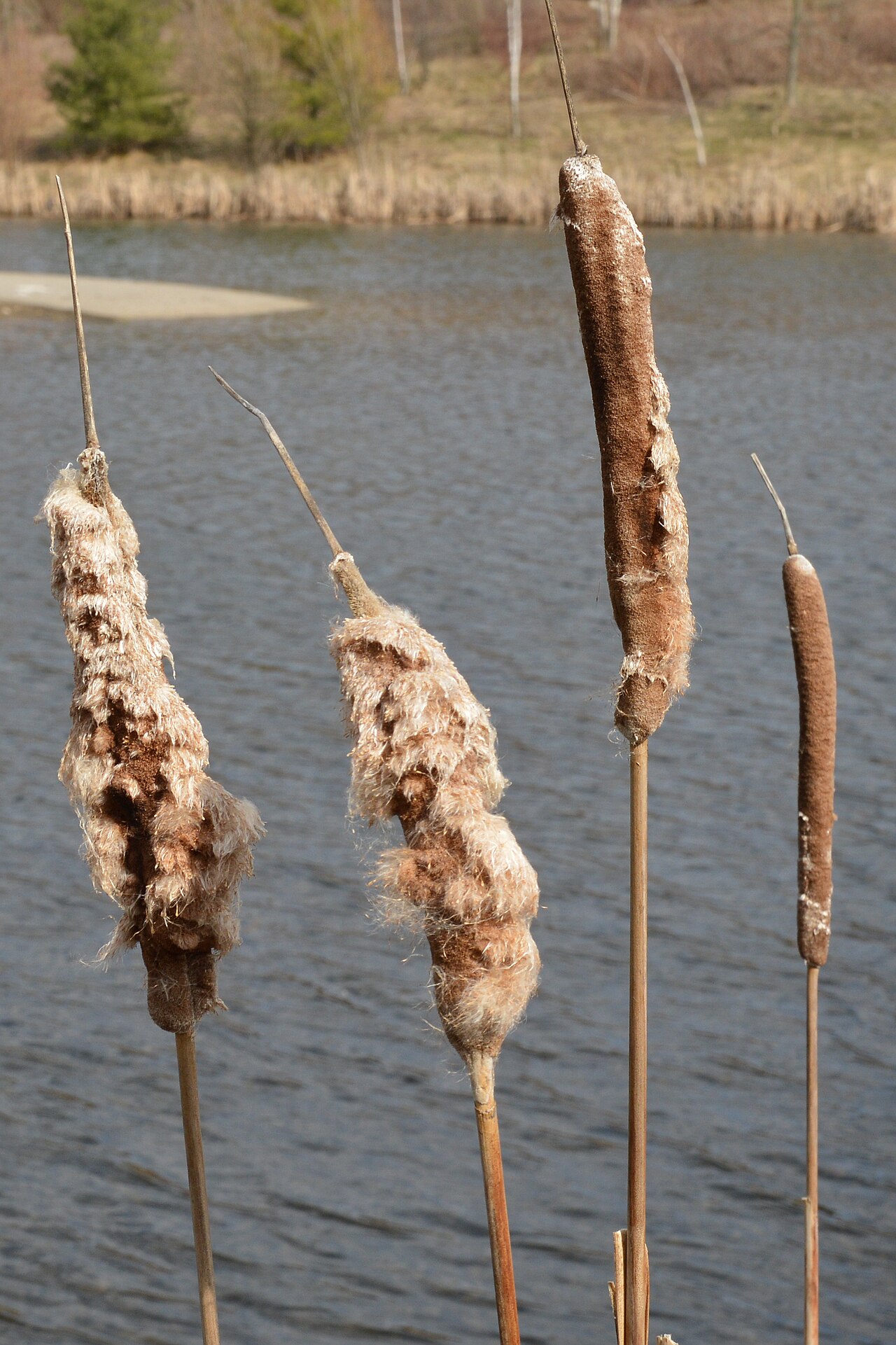 Typha