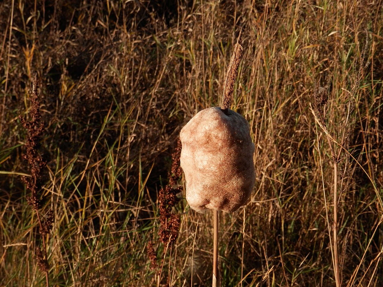 Typha
