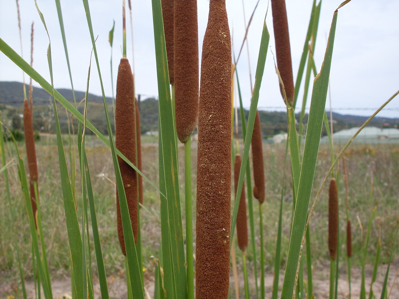 Typha