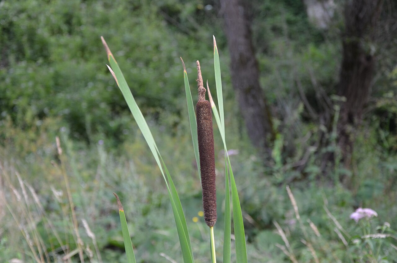 Typha