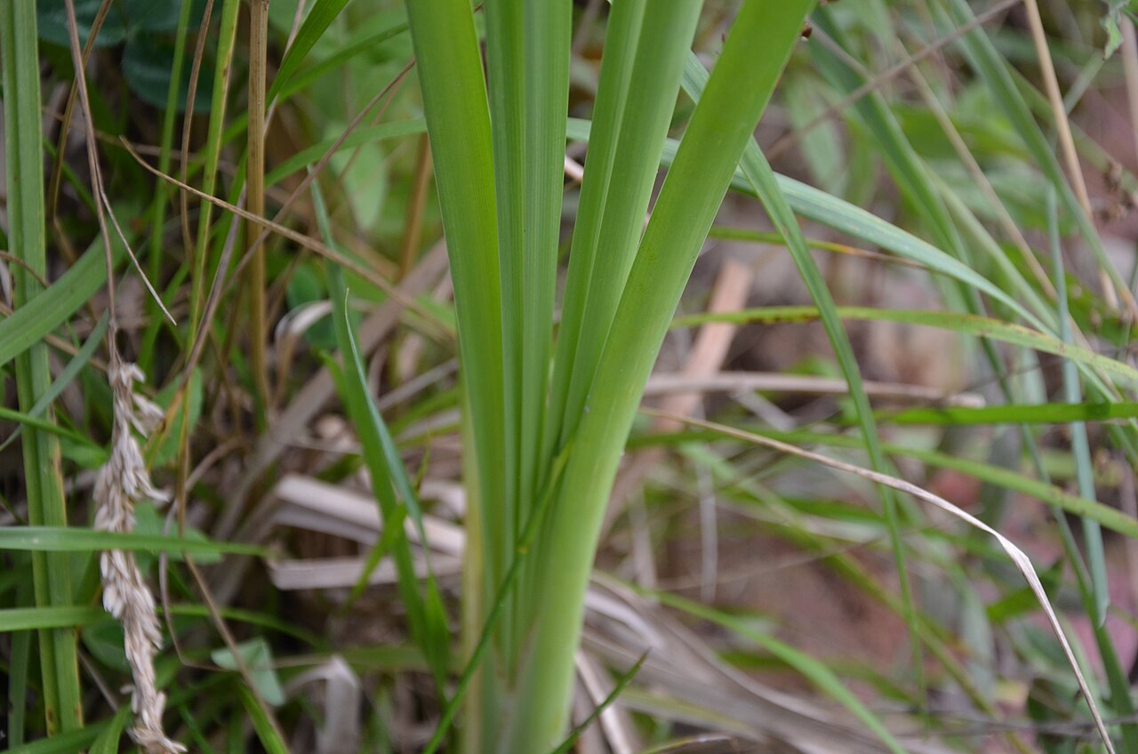 Typha