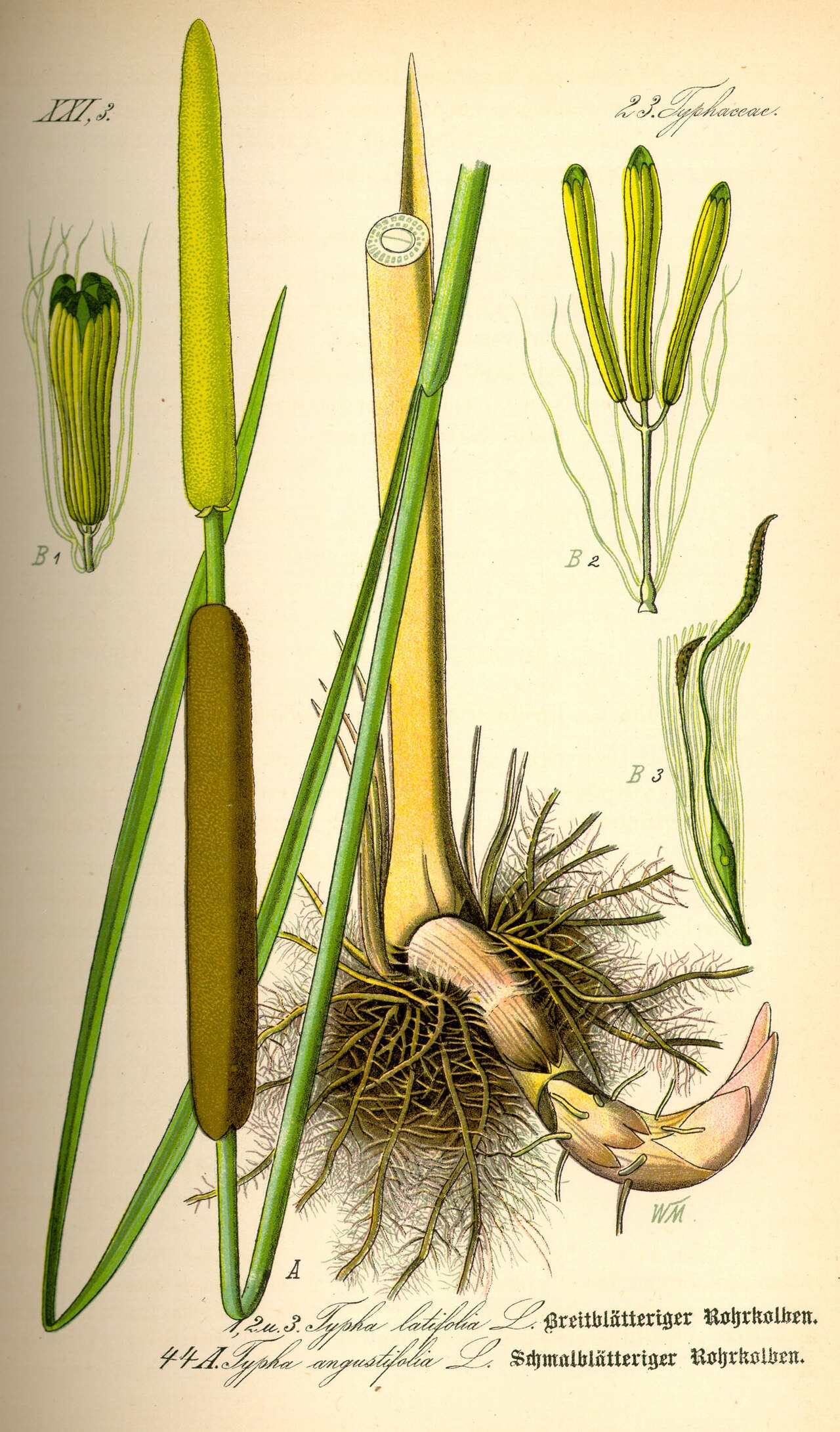Typha